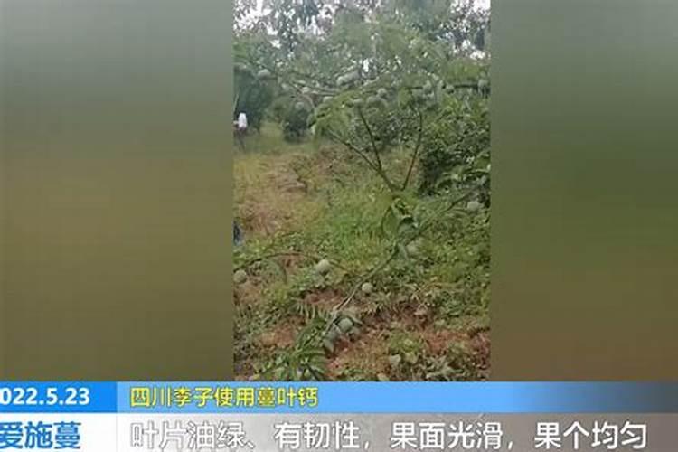 无土栽培营养液如何配置
