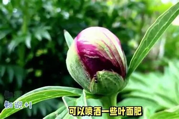 牡丹花可以喷叶面肥吗 注意事项有哪些