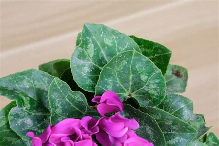 芸苔素142428哪个好