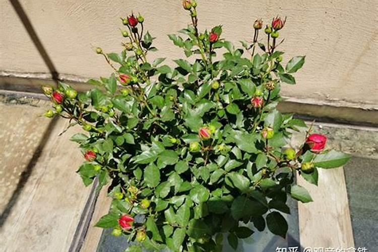 棉花花芽分化期喷施什么硼肥好？