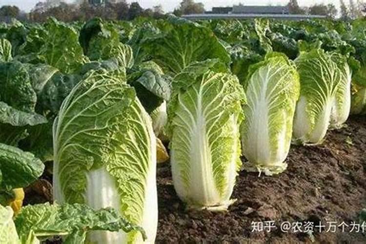 大白菜用什么叶面肥好