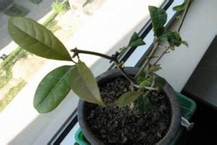 桂花叶子掉落是什么原因导致的？