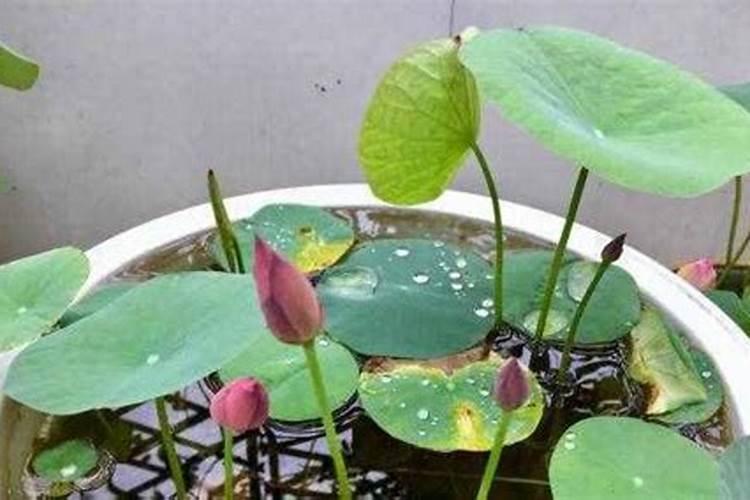 葡萄转色期用什么肥料好