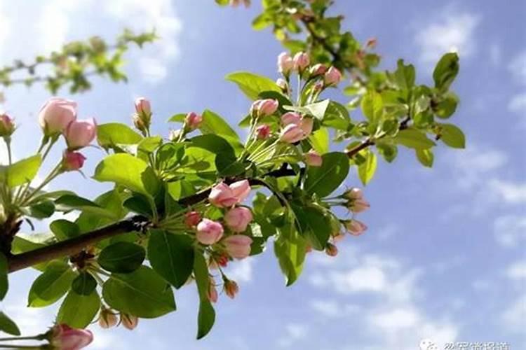 雏菊籽批发基地在哪里 种植方法