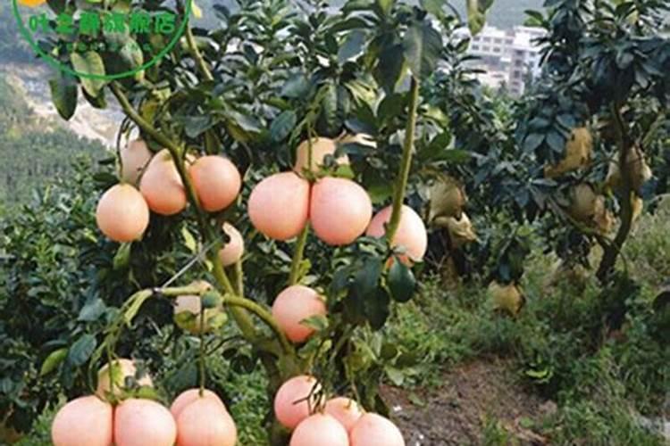 红心蜜柚苗施用肥料