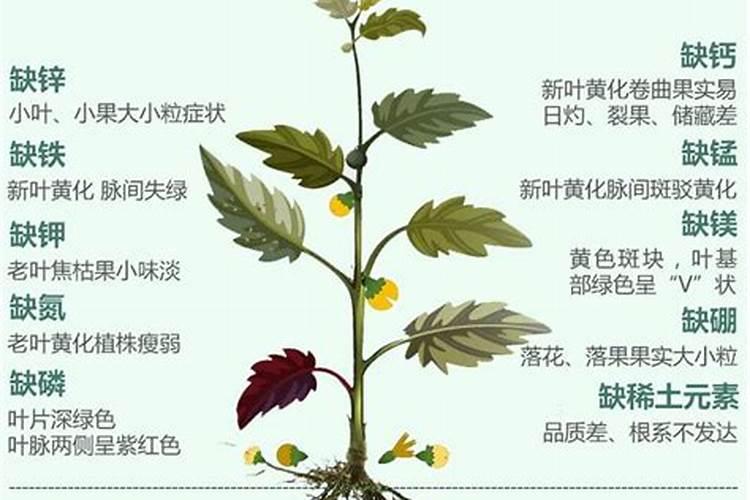 大叶苦菜和小叶苦菜,究竟有什么不一样？