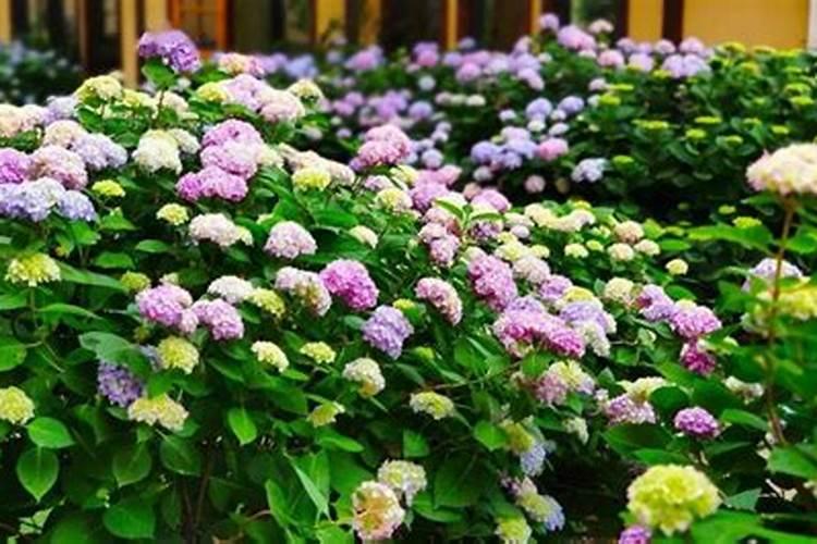 葡萄硼肥什么时候打最好？开花前？还是花期打？