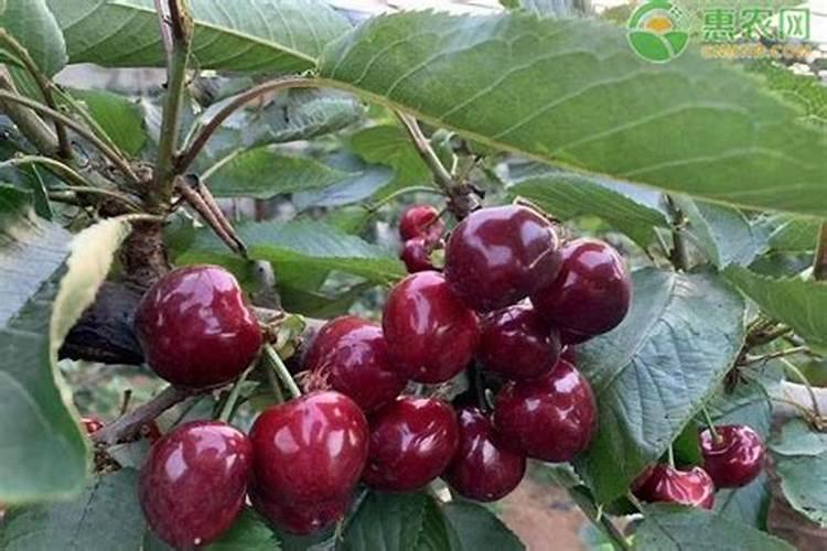 种樱桃树用什么肥料？