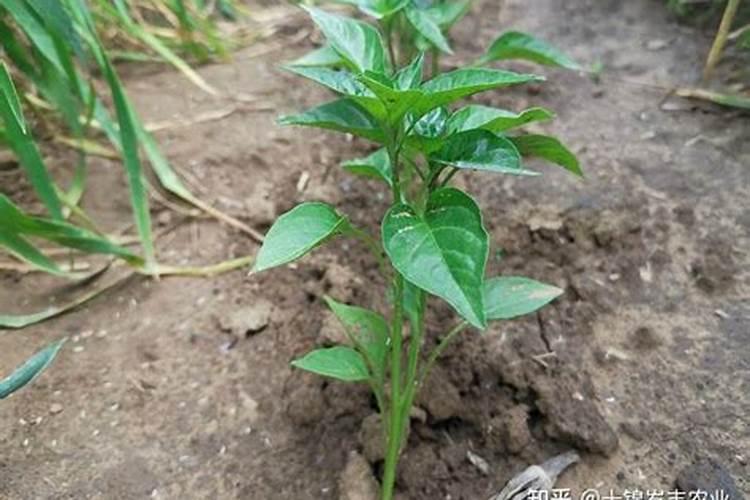 辣椒收获期叶面喷施氮肥可以吗,比例是多少？