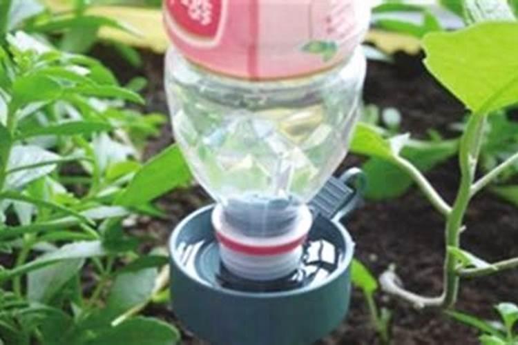 花草夏天需要什么营养