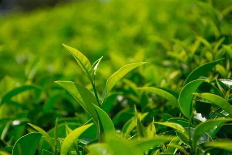 茶树施尿素还是复合肥