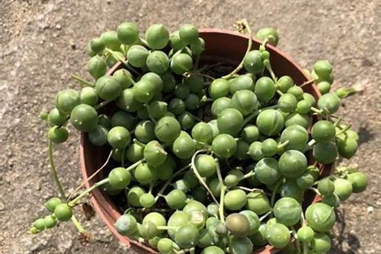 多肉佛珠的土(多肉佛珠怎么施肥)