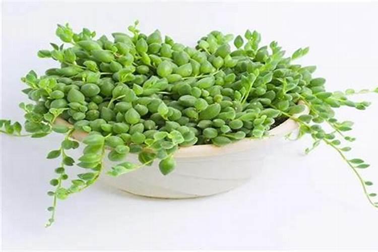 佛珠吊兰用什么肥