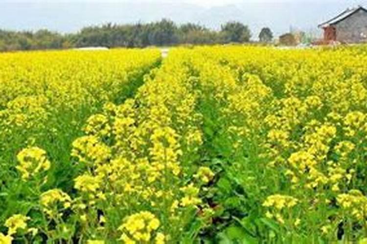油菜如何喷施硼肥？油菜施硼肥注意事项？