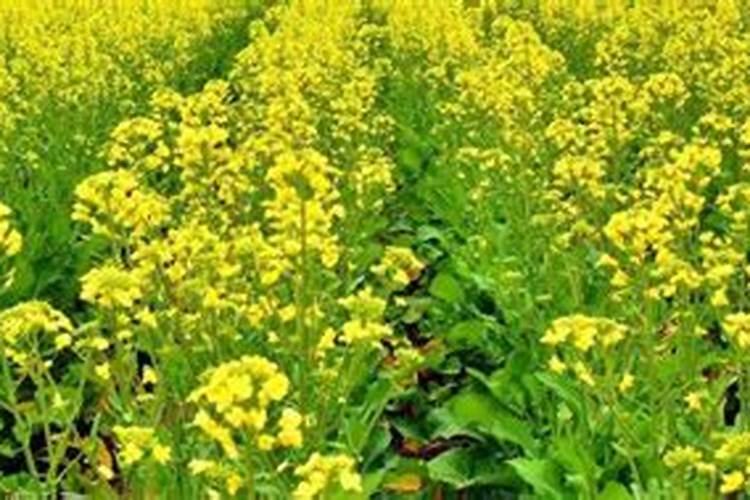 油菜施硼肥要注意什么