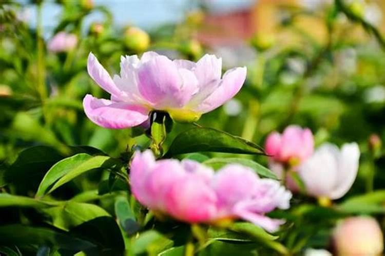 赤芍种植用什么叶面肥比较好？