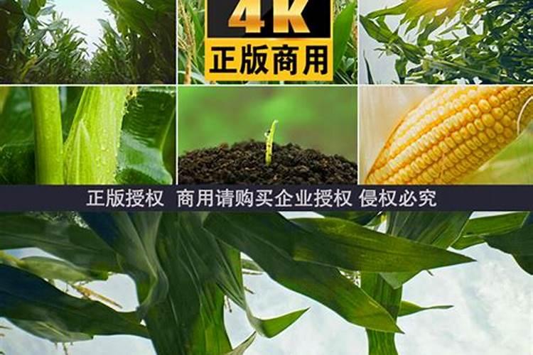 种玉米施什么肥料最好