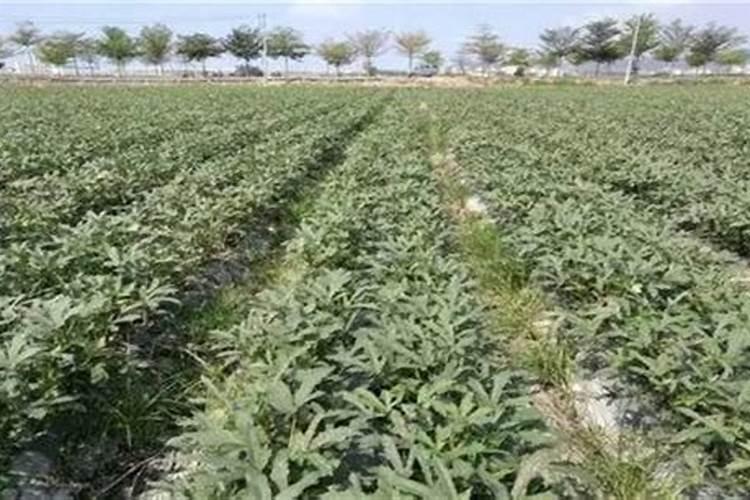 秋葵在什么时候施肥 秋葵移植后施什么肥好