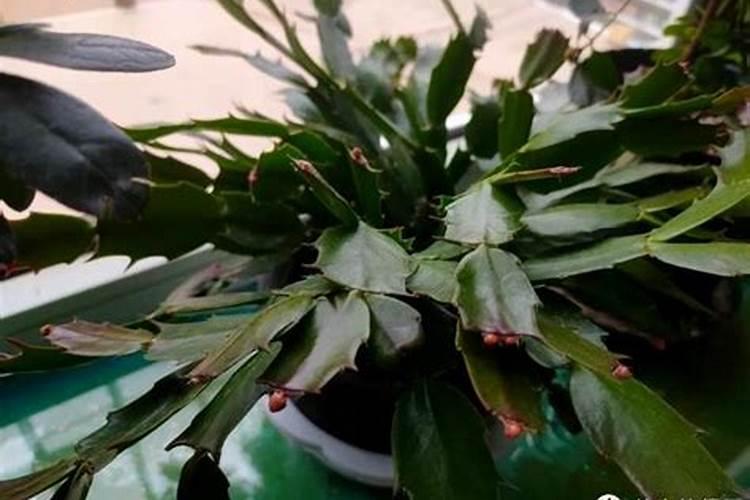 蟹爪兰叶子发红怎么办