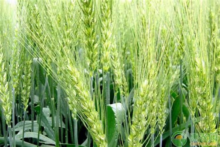 小麦秋播,常见的失误有哪些？