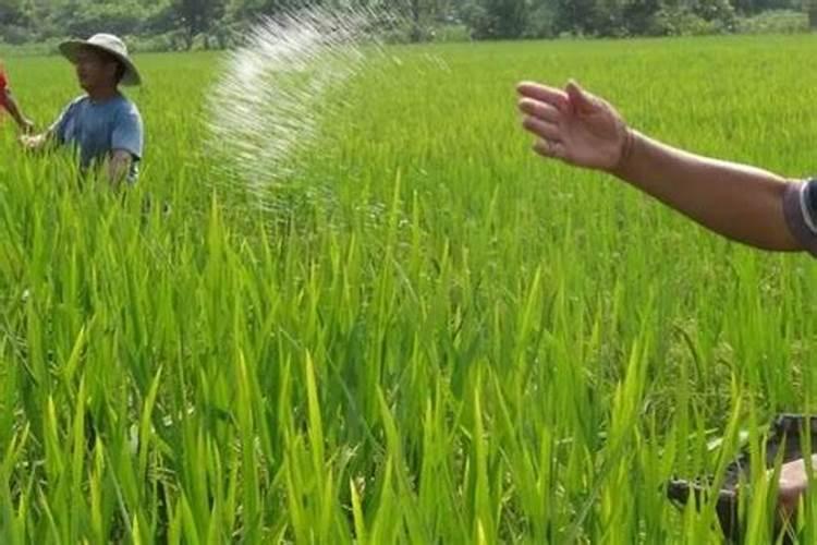 怎么种植水稻产量高 什么时候施钾肥效果好