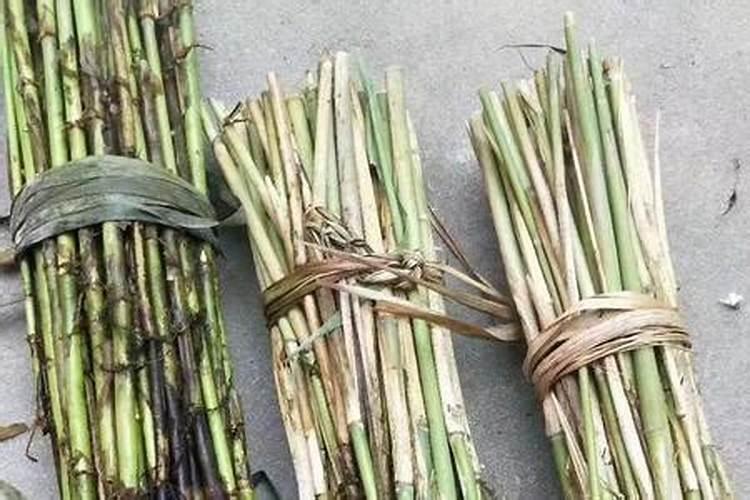 芦苇可以喂牛吗