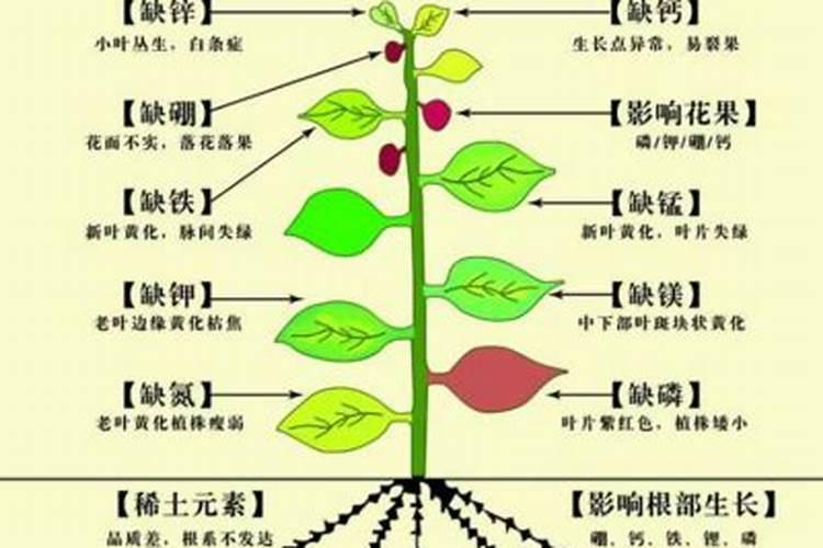 中量元素水溶肥料作用