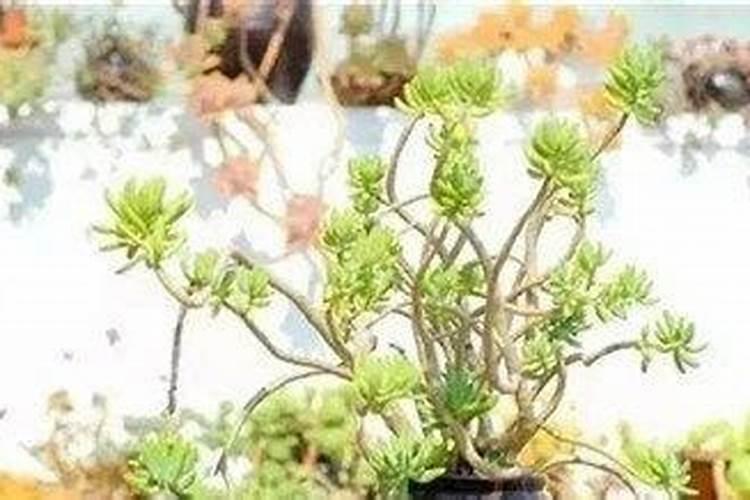 多肉植物用什么肥料比较好