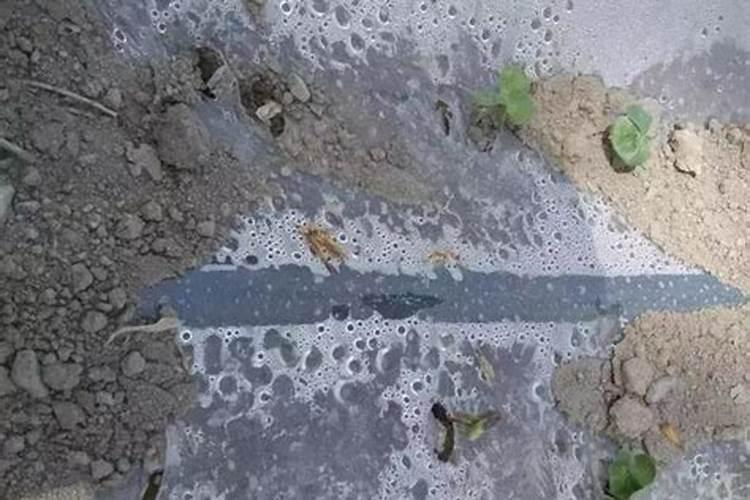 苹果树实生苗几年结果