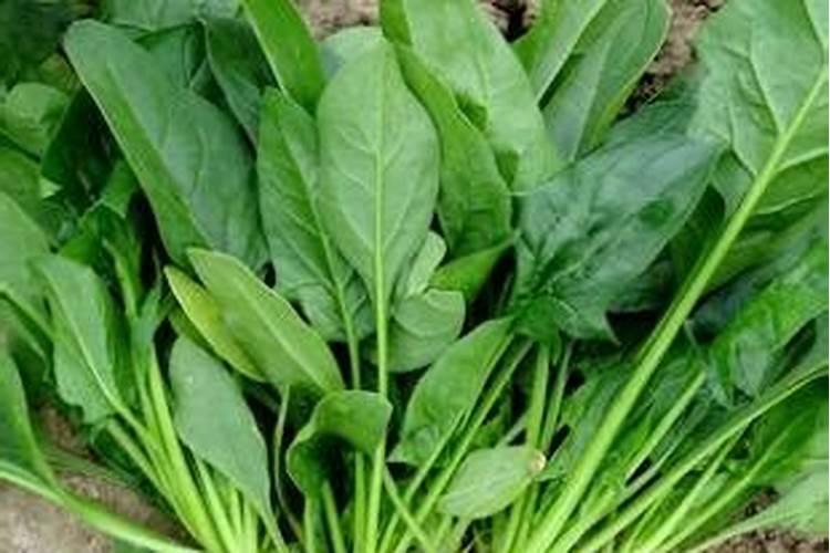 种菠菜过程中怎样正确放置肥料？