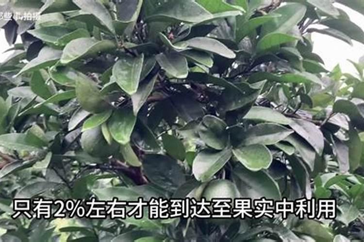 柑橘挂果用什么钙肥比较好？