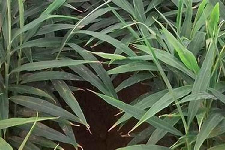 科学的施肥是关键,种植大姜应该如何施肥好呢？