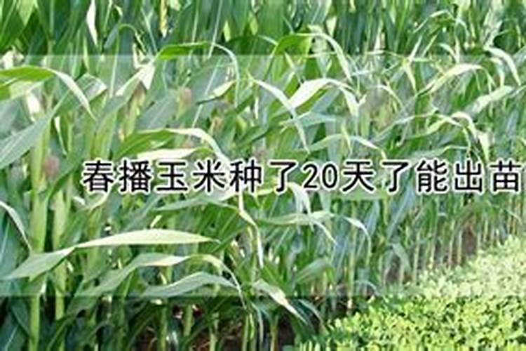 春播玉米施肥很关键,春播玉米施肥技巧有哪些？