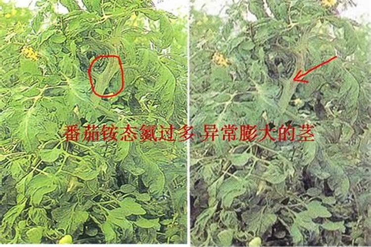 含钾最高的肥料有哪几种