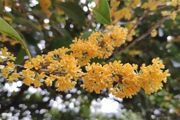 桂花树放稻壳炭好吗
