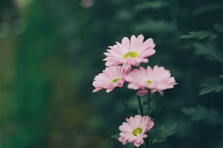 菊花怎么施肥 用什么肥料好