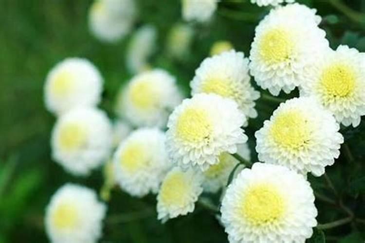 菊花施肥的方法有哪些？