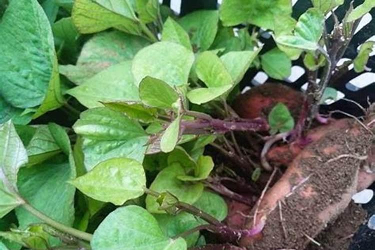 种植红薯早期用什么肥料？红薯施肥用什么肥料？红薯叶面肥喷昆仑风