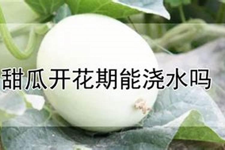 甜瓜授粉15天后冲平衡肥还是高钾肥好？