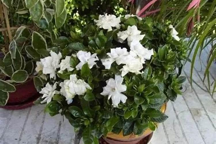 栀子花施什么肥好