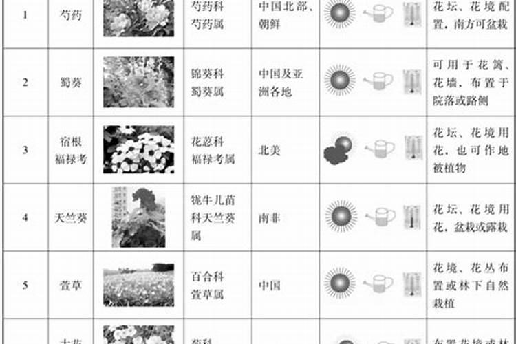 万寿菊种植技术和管理 万寿菊和菊花的区别