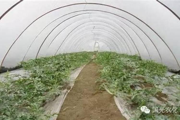 西瓜施肥四注意,西瓜坐果后怎样施肥,种西瓜什么时候