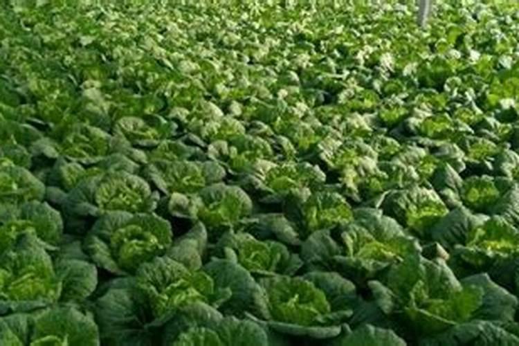 新型缓释肥料增效剂效果如何？