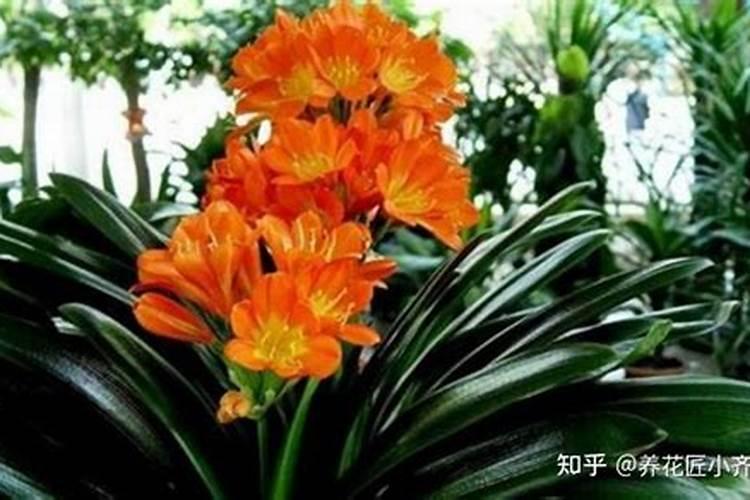 君子兰秋天能施肥吗