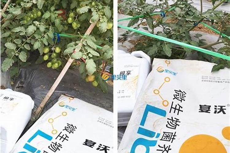 国内10大水溶肥品牌有哪些