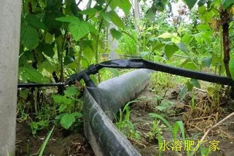 芒果挂果后枝条落地上怎么办？