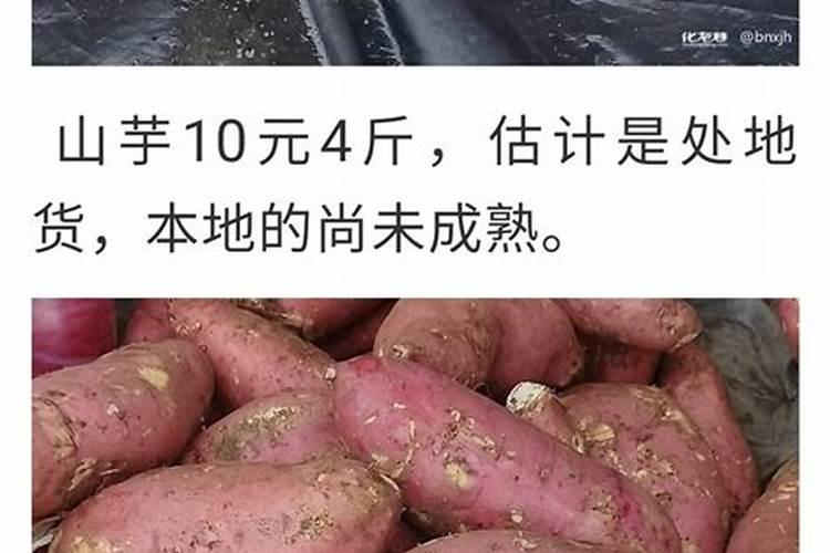 种植山竽的技术要求？