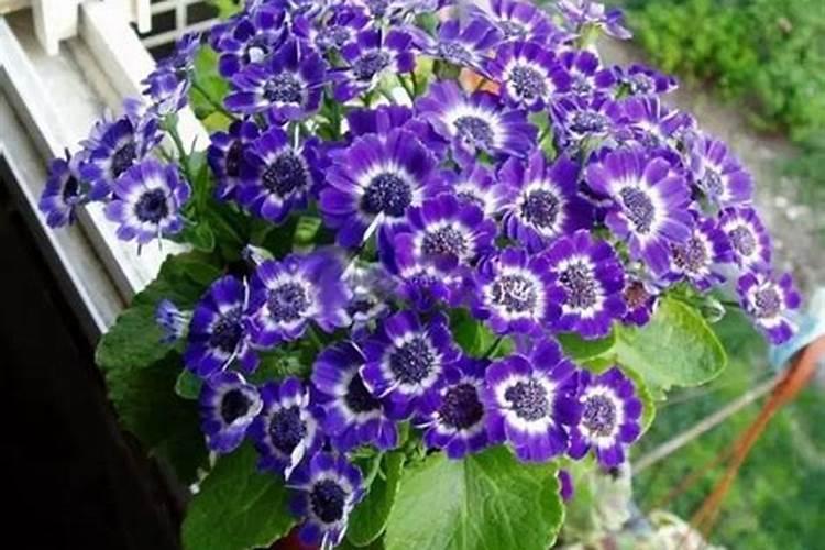 瓜叶菊花期怎么养,瓜叶菊可以养几年