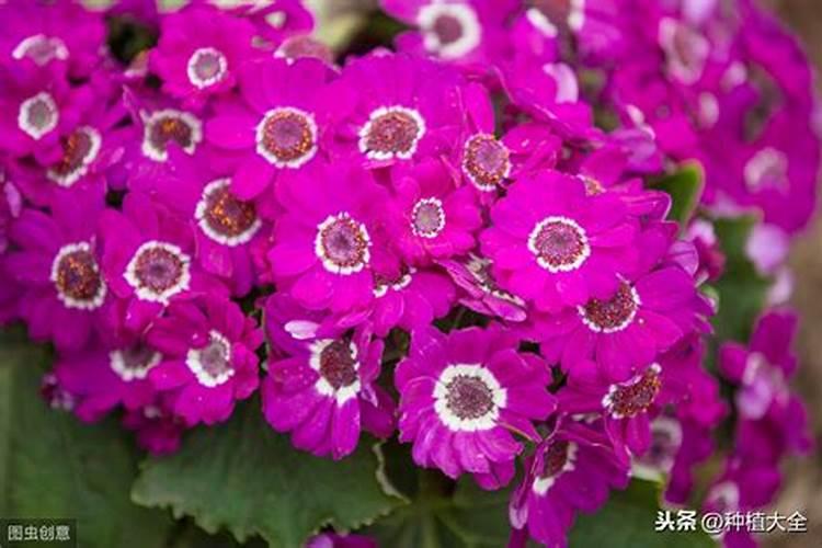 瓜叶菊花期怎么养
