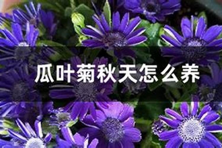瓜叶菊施肥方法及注意事项